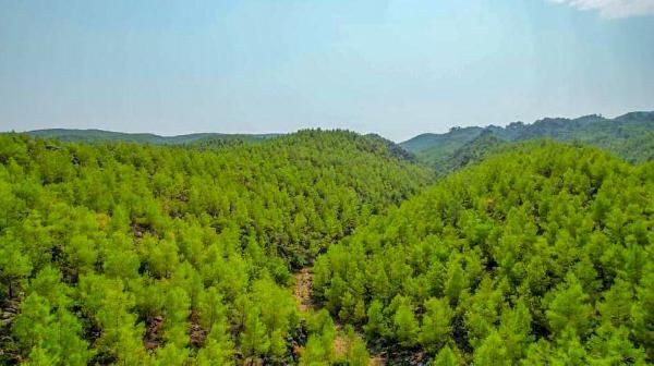 5 gün boyunca sürmüştü! Manavgat'ta 13 yıl önce yanan orman yeşillendi - Resim: 1