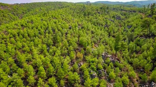 5 gün boyunca sürmüştü! Manavgat'ta 13 yıl önce yanan orman yeşillendi - Resim: 2