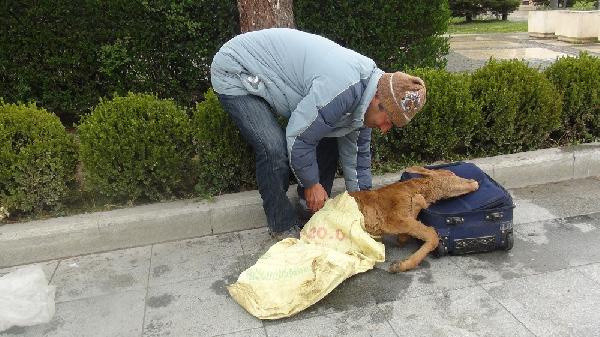 Buzağıyı valizle getirip valilik önüne bıraktı köylünün iddiası şaşırttı - Resim: 0