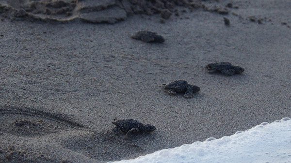 Antalya'da caretta caretta'lar denizle buluşturuldu - Resim: 1