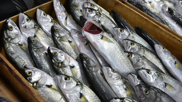 Sinop'ta ağlara takıldı! Karadeniz'in en değerlisinin fiyatı cep yakıyor - Resim: 1