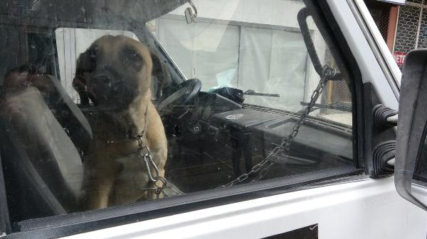 Köpeğini saatlerce araçta bıraktı, gazetecileri tehdit etti: Sizin defterinizi düreceğim - Resim: 0