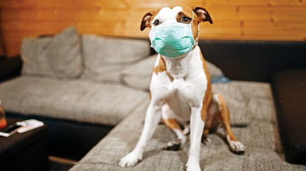 Dünya Hayvan Sağlığı Örgütü açıkladı! İşte koronavirüs bulaştıran hayvanlar - Resim: 1