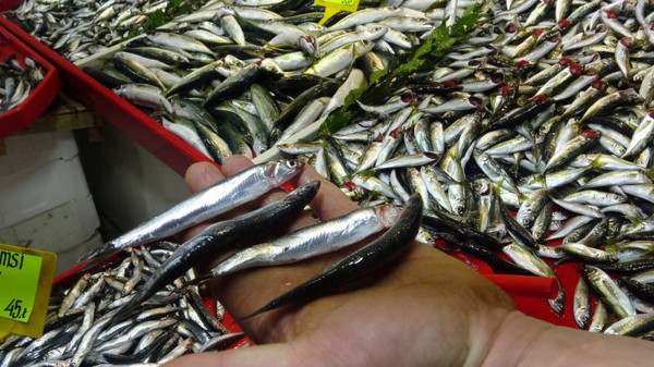 İstanbul ve Karadeniz'de 10 günlük yasakta fiyat fırladı! Cep yakıyor - Resim: 0