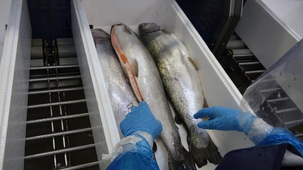 23 milyon dolar kazanıldı! Trabzon'da üretildi Uzak Doğu ve Avrupa sıraya girdi - Resim: 0