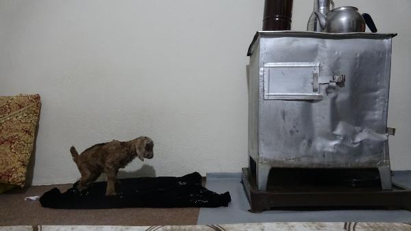 Hakkari'de gören hayret etti! Gözyaşlarını tutamadı eve aldılar - Resim: 1