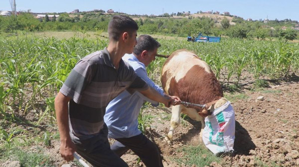 Malatya'da 6 kişi ahırdan çıkaramadı! Otomobil fiyatına satılıyor - Resim: 0