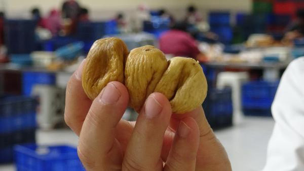 Aydın üretimde dünya birincisi! Fiyatı tavan yaptı: Tanesi 3 TL - Resim: 2