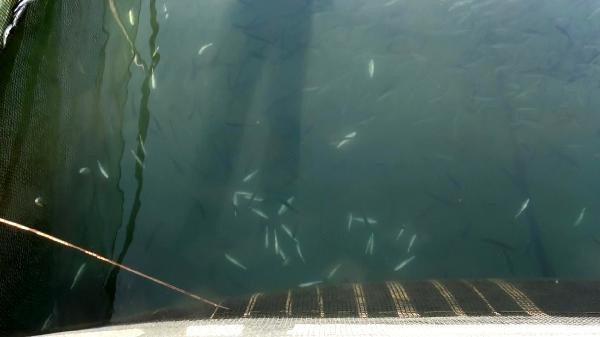 Antalya'da üretim tesisinde 4 günde 13 bin alabalık öldü! 2016 yılında da aynısı oldu - Resim: 0