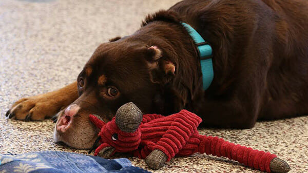 Sokakta buldukları köpeğin suratını görünce gözlerine inanamadılar - Resim: 3