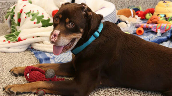 Sokakta buldukları köpeğin suratını görünce gözlerine inanamadılar - Resim: 4