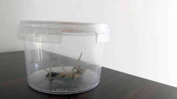 Et yiyen 'sarıkız' paniği: Şehir diken üstünde! - Resim: 1