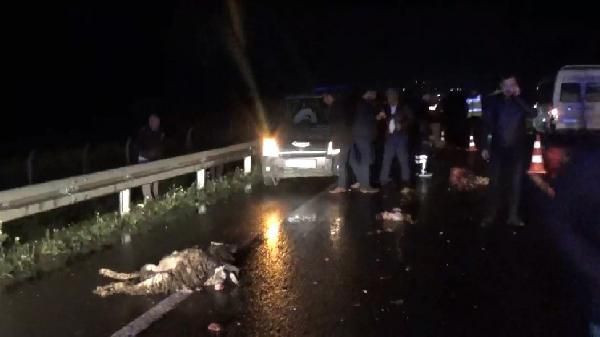 Şanlıurfa'da otomobilin çarptığı çoban ve 20 koyun öldü - Resim: 1