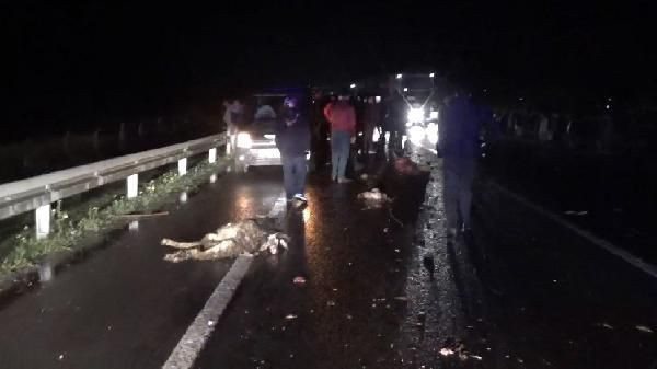 Şanlıurfa'da otomobilin çarptığı çoban ve 20 koyun öldü - Resim: 3