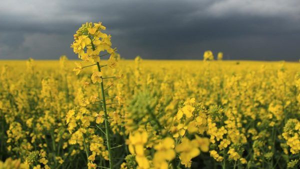 Meteoroloji'den uyarılar! Yağışlı hava ülkeyi terk etmiyor - Resim: 2