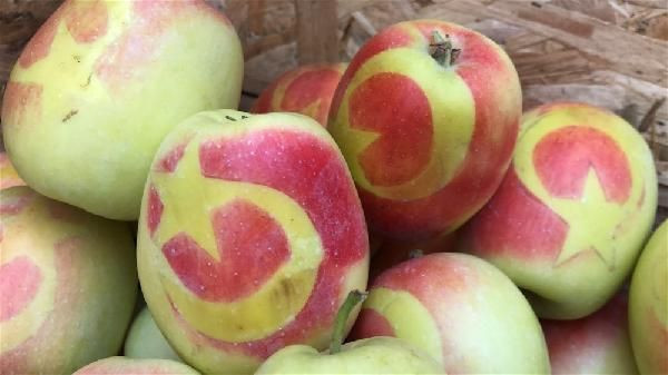 Kars'ın Kağızman ilçesinde ay-yıldızlı elma yetiştiriyor! Bu elmalardan başka yok - Resim: 4