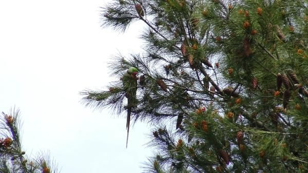Avcılar’da ağaçlar papağanla doldu bakan bir daha baktı - Resim: 2