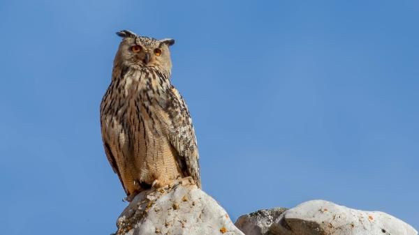 Çorum'da Puhu kuşları için taş ocağında çalışmalar durduruldu! - Resim: 2