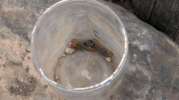 Van'da akrep istilası! Her taşın altından çıkıyor uzmanı şoke oldu - Resim: 1