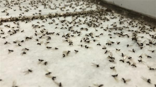 Kars'ı karasinekler bastı! Vatandaş ne yapacağını şaşırdı - Resim: 2