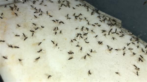 Kars'ı karasinekler bastı! Vatandaş ne yapacağını şaşırdı - Resim: 1