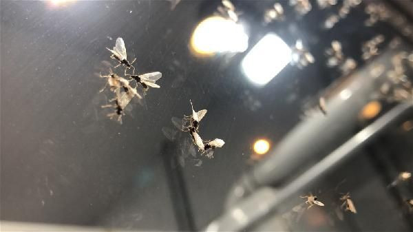 Kars'ı karasinekler bastı! Vatandaş ne yapacağını şaşırdı - Resim: 3