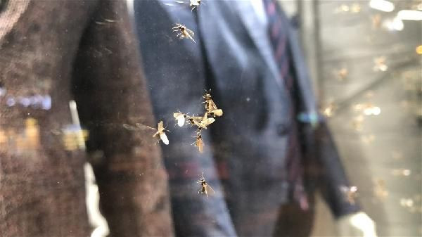 Kars'ı karasinekler bastı! Vatandaş ne yapacağını şaşırdı - Resim: 4