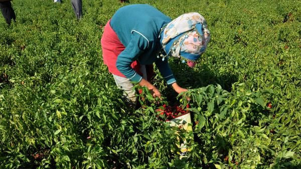 Gaziantep'te binlerce insana kazanç kapısı oluyor! 120 lira kazanıyorlar - Resim: 4