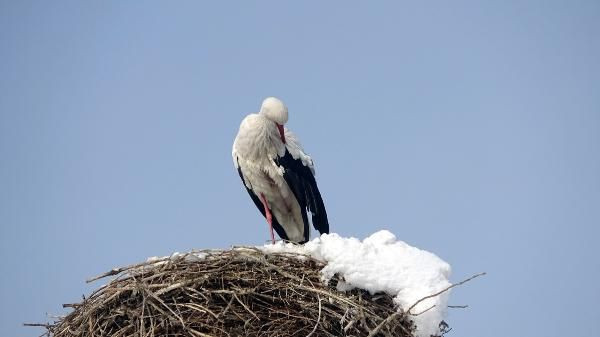 Hakkari'de köyden 6 yıldır göç etmeyen leylek! Köylülerin taktığı isim güldürdü - Resim: 3