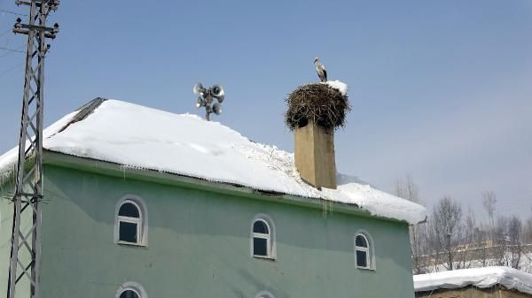 Hakkari'de köyden 6 yıldır göç etmeyen leylek! Köylülerin taktığı isim güldürdü - Resim: 2