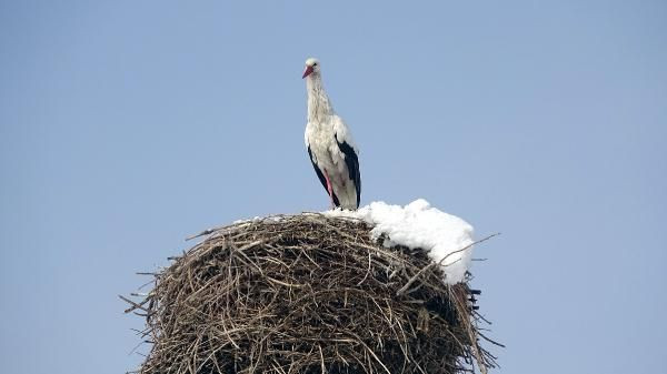 Hakkari'de köyden 6 yıldır göç etmeyen leylek! Köylülerin taktığı isim güldürdü - Resim: 1