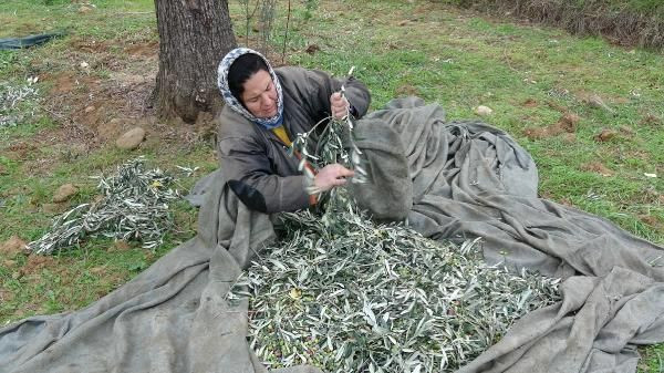 Şimdi de zeytine göz diktiler! Büyük hile karartmak için yaptıkları inanılmaz! - Resim: 3