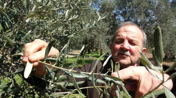 Şimdi de zeytine göz diktiler! Büyük hile karartmak için yaptıkları inanılmaz! - Resim: 4