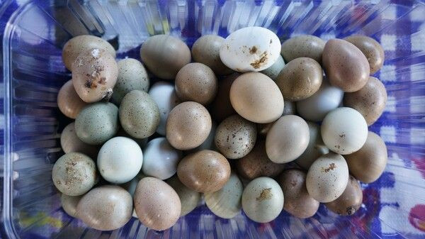 Denizli'de kızı için bu işe başladı paraya para demiyor - Resim: 2