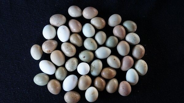 Denizli'de kızı için bu işe başladı paraya para demiyor - Resim: 3