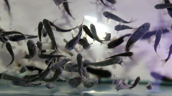 Antalya'da üretti Gana'dan sipariş yağdı! Masaj etkisi yaratıyor - Resim: 1