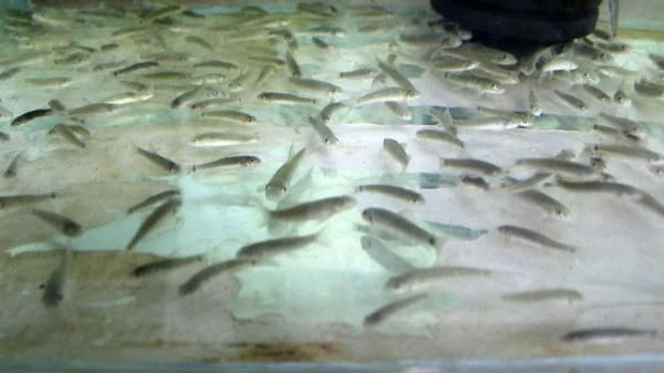 Antalya'da üretti Gana'dan sipariş yağdı! Masaj etkisi yaratıyor - Resim: 2