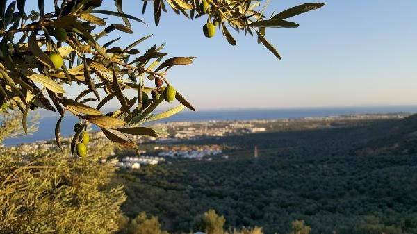 Türk hekimler araştırdı! Koronavirüs tedavisinde yeni umut zeytin yaprağı - Resim: 2