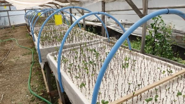 Trabzon'da birkaç günde tükendi! 3 yıl deneyip başardı kilosunu 50 TL'den satıyor - Resim: 4