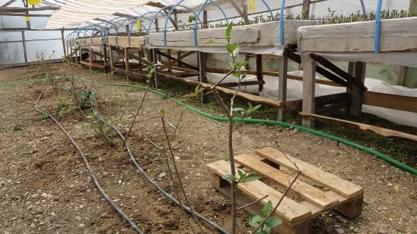 Trabzon'da birkaç günde tükendi! 3 yıl deneyip başardı kilosunu 50 TL'den satıyor - Resim: 3