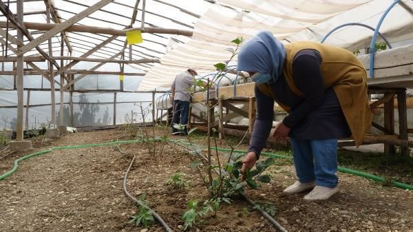 Trabzon'da birkaç günde tükendi! 3 yıl deneyip başardı kilosunu 50 TL'den satıyor - Resim: 1