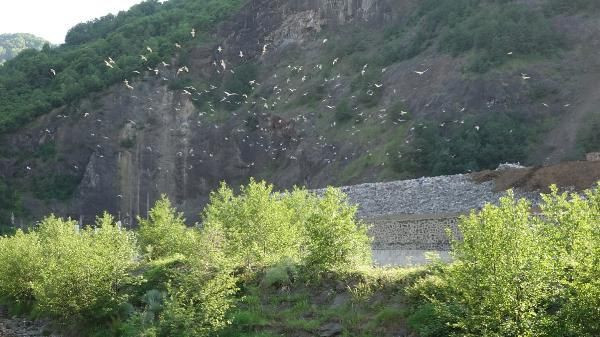 'Banyo bile yapamıyoruz' deyip isyan etti! Giresun'da iğrenç görüntü hayatlarını kabusa çevirdi - Resim: 1