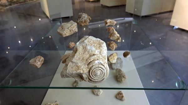 Mersin'de bulundu tam 60 milyon yaşında! Bisikletle gezerken tesadüfen buldu - Resim: 1