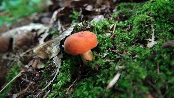 5 saatte 4 tane bulunuyor Kocaeli'de toplanıyor acı ve sütlü mantar - Resim: 1