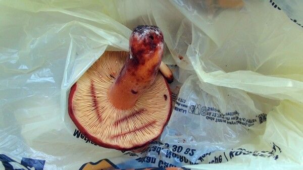 5 saatte 4 tane bulunuyor Kocaeli'de toplanıyor acı ve sütlü mantar - Resim: 4