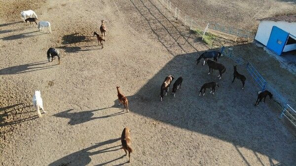 Servet değerinde! Eskişehir'de bu atların fiyatını duyan inanamadı: Sabır işi - Resim: 4