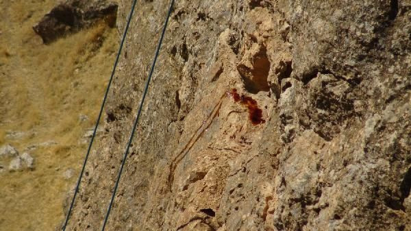 Batman'da ölümü göze alıp tırmandı! Babasından miras kaldı: Fazlasını satıyoruz - Resim: 4