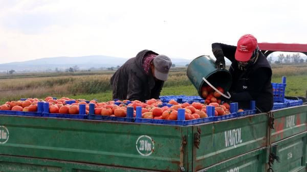 Çanakkale domatesi son turfanda hasadında yüz güldürdü! Kilosu 15 liraya çıktı - Resim: 4