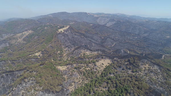 İzmir'de yanan ormanlar için 1 milyon fidan kampanyası başlatıldı - Resim: 0