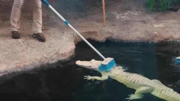 ABD'de akvaryum timsahlarının masaj keyfi - Resim: 0